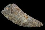 Bargain, Tyrannosaur (Nanotyrannus) Tooth - South Dakota #81337-1